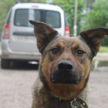 Беспризорные животные, проходящие лечение у нас в клинике.
