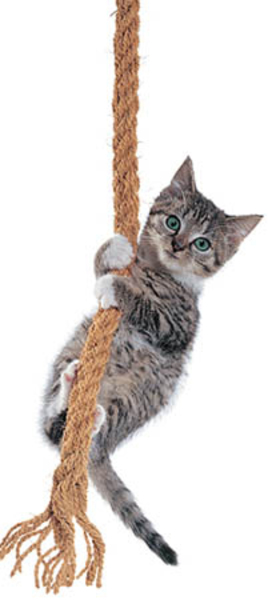 кошка выдала из окна
