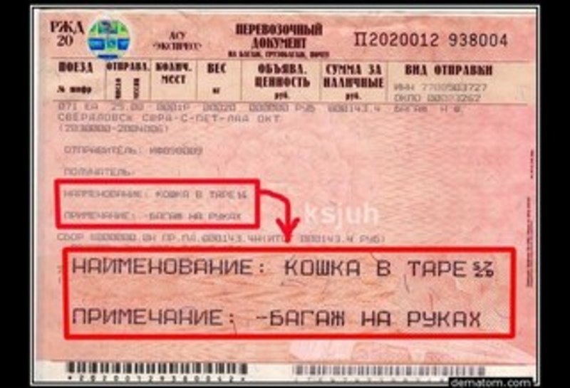 билет на кошку в поезде