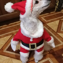 Калибри