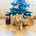 Веня и Абрикосик